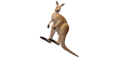 känguru isolerat på en transparent bakgrund png