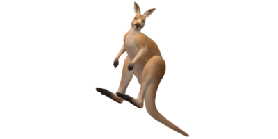 Kangaroo isolated on a Transparent Background png