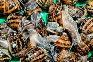 Group of snails photo