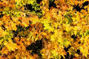 Yellow autumn leaves photo