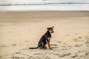 stray sad red dog lies on sand beach near the ocean or sea photo