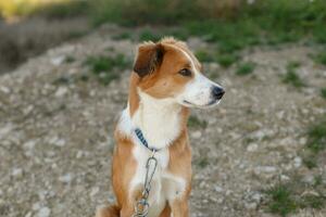 Close up portrait of young reddish brown and white mongrel dog photo