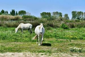 White horses grazing photo