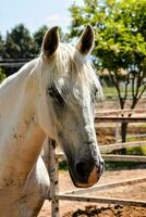 caballo en el estable foto