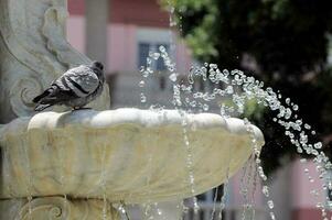 Bird in the fountain photo