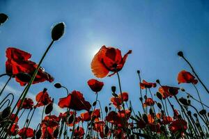 Flourishing red flowers photo