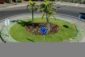 Palm trees on the roundabout photo