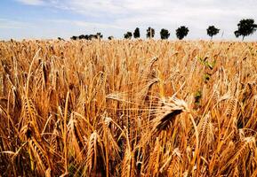 View of the wheat field photo