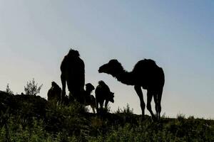 Group of camels photo