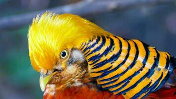 Colorful yellow bird photo