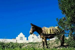 Horse with saddle photo
