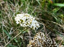 achillea millefolium, comúnmente conocido como milenrama o común milenrama, es un floración planta en el familia asteráceas. foto