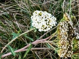 Achillea millefolium, commonly known as yarrow or common yarrow, is a flowering plant in the family Asteraceae. photo