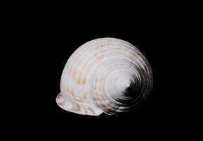 Seashell on black background photo