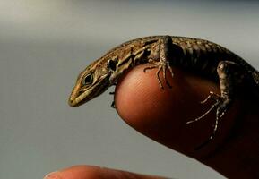 Lizard on finger photo