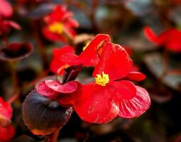 Flourishing red flower photo