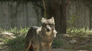 verward wild eenzaam wolf op zoek Bij camera filmmateriaal. video