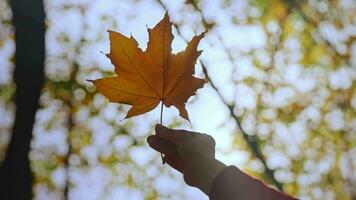 gul höst kil blad hölls förbi en kvinnas hand. torr blad mot de himmel och grenar video