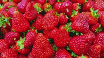 Close Up of Fresh Natural Harvest Strawberries Footage. video