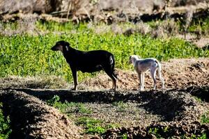 Dogs in the field photo