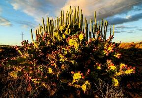 floreciente cactus planta foto