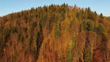 colorida outono floresta em uma ensolarado manhã aéreo visualizar. outono montanha paisagem, Sol raios iluminar vermelho e amarelo árvores entre verde abetos vermelhos. uma zangão moscas sobre uma montanha floresta video