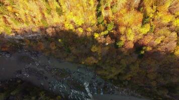 A drone flies over a colorful autumn forest with bright morning sunlight and a mountain river in the valley. Aerial view of the forest in the golden hour. Top view of autumn bright tree leaves video