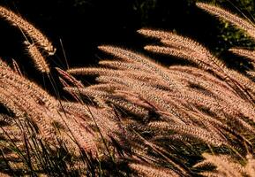 Wheat blowing in the wind photo