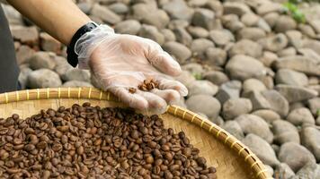 Coffee beans roasting process. Process of selecting coffee beans photo