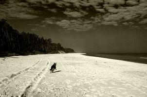 bathic landscape vintage sepia photo