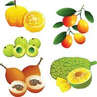 set of exotic fruits vector