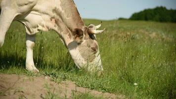 vacas comer Relva dentro uma Prado dentro a Vila. gado pastar em a campo em uma ensolarado dia. video