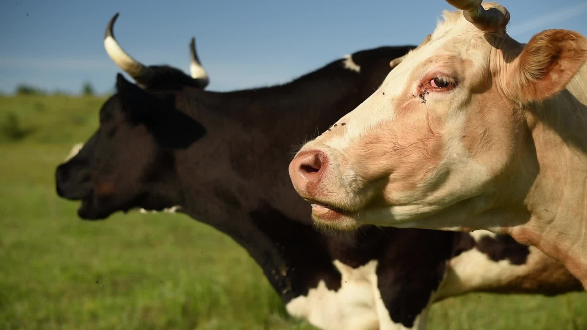Cow Poop Stock Video Footage for Free Download