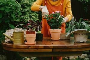 Container gardening. Female gardener potting flowers in backyard garden. photo