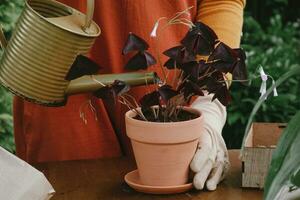 Container gardening. Gardener hands watering plant in flower pot outdoors. photo