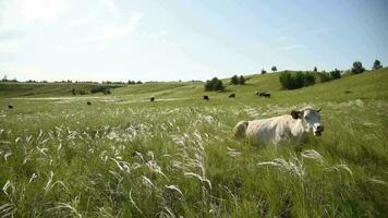 vacas comer Relva dentro uma Prado dentro a Vila. gado pastar em a campo em uma ensolarado dia. video