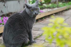 Doméstico Chartreux gato caminando fuera de en verano. foto