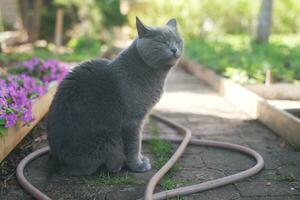 Doméstico gato bizquear con Placer al aire libre. hermosa Chartreux gato caminando fuera de en verano. foto
