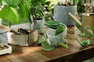 Summer gardening. Re-potting plants. Potted houseplants on table outdoors. photo