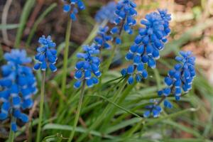 Grape hyacinth plant. Beautiful blue spring flowers in bloom. photo