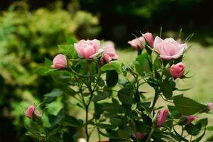 Flowering pink roses plant. Summer garden. photo