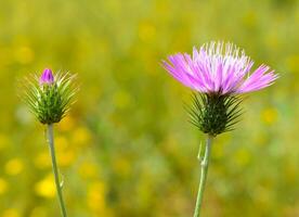 Onopordum acanthium Plant photo