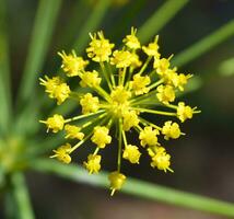 Thapsia villosa Plant photo