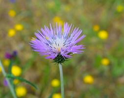 Onopordum acanthium Plant photo