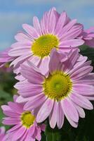 Chrysanthemum morifolium Flower photo