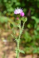 Onopordum acanthium Plant photo