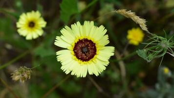 Yellow Umbrella Milkwort photo