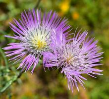 Onopordum acanthium Plant photo