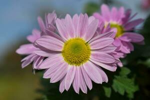 Chrysanthemum morifolium Flower photo