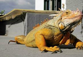 Large iguana basking photo